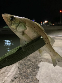 セイゴ（タイリクスズキ）の釣果