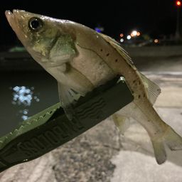 セイゴ（タイリクスズキ）