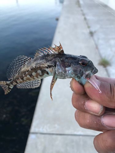 アナハゼの釣果