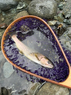 イワナの釣果