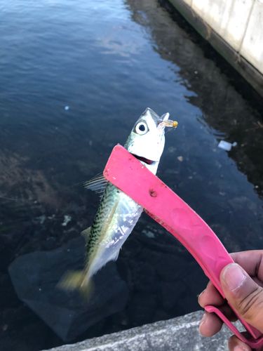 サバの釣果
