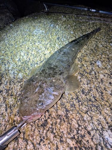 マゴチの釣果