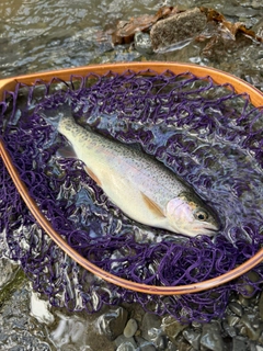 ニジマスの釣果