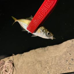 アジ