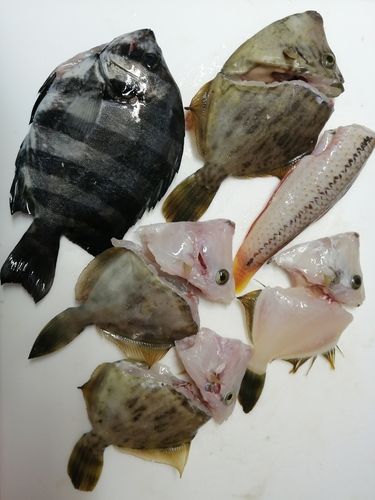 サンバソウの釣果