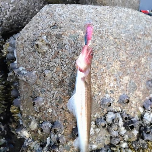 エソの釣果