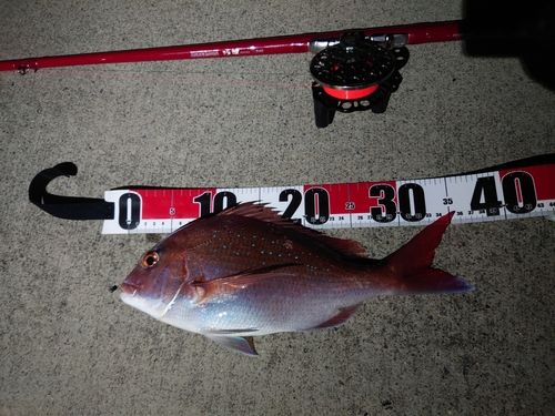 マダイの釣果