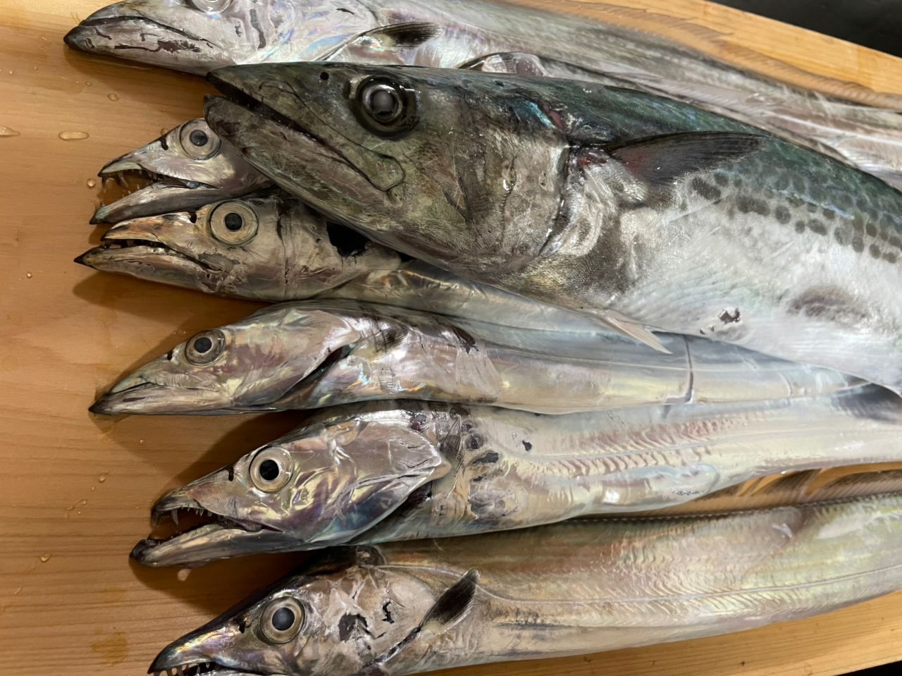 SHIMANO 19バルケッタ プレミアム 150DHXGの最安値・インプレ・釣果