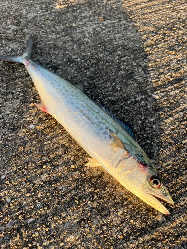 サゴシの釣果