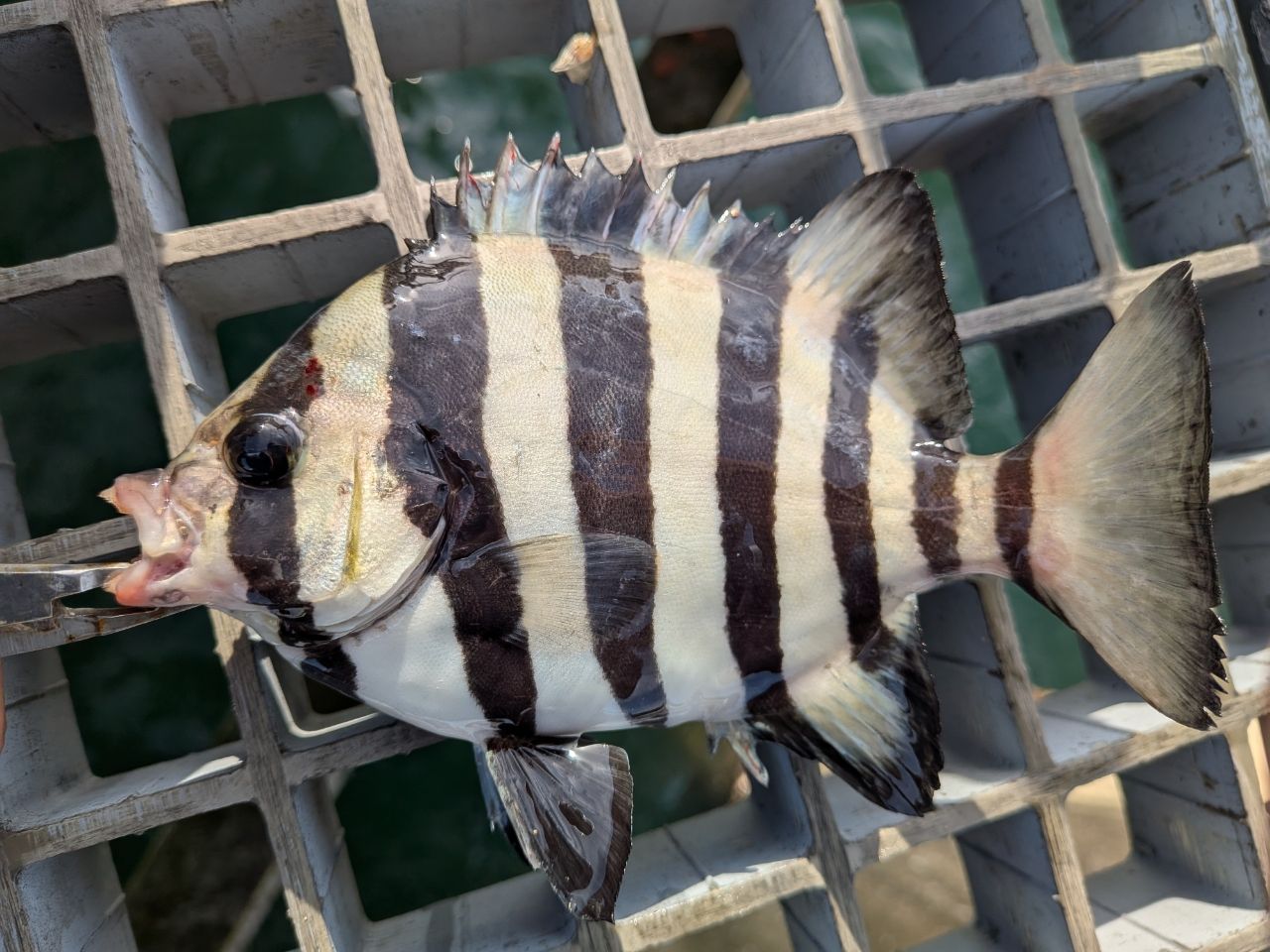 サンバソウ