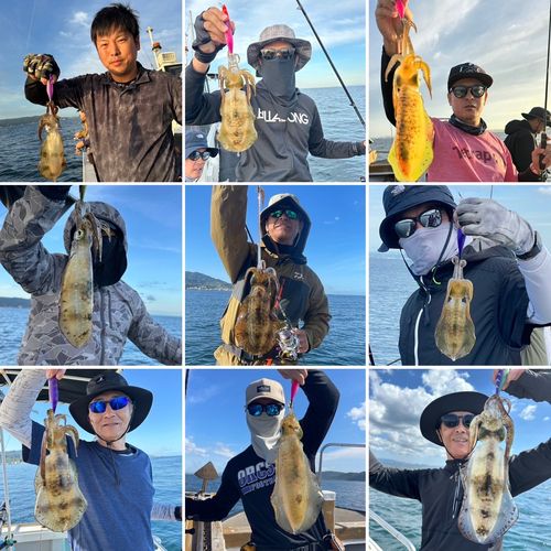 アオリイカの釣果