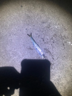 イワシの釣果