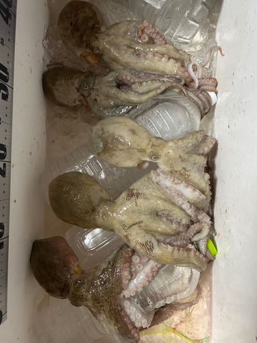 タコの釣果