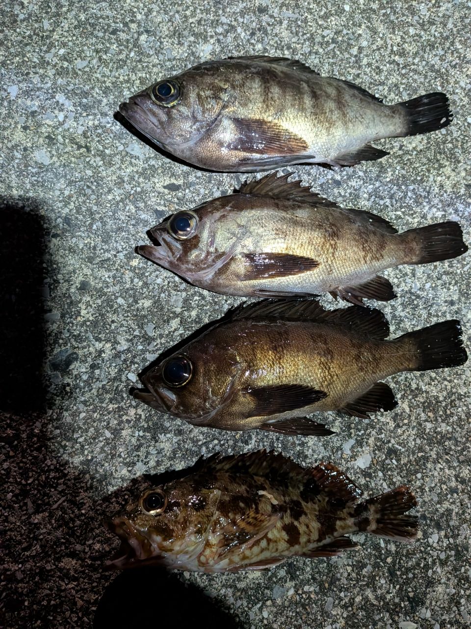 シロメバル