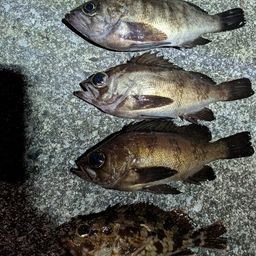 シロメバル