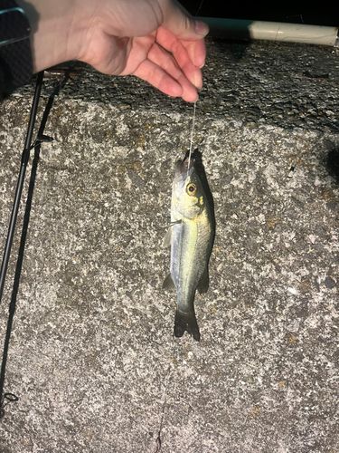 釣果