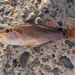 クロホシイシモチ