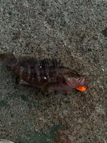 キジハタの釣果