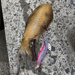 アオリイカ