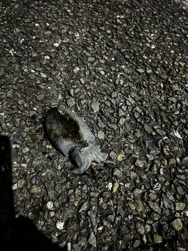 シリヤケイカの釣果