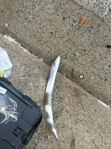 タチウオの釣果