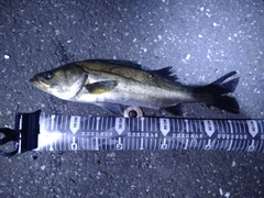 セイゴ（マルスズキ）の釣果