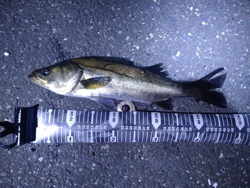 セイゴ（マルスズキ）の釣果