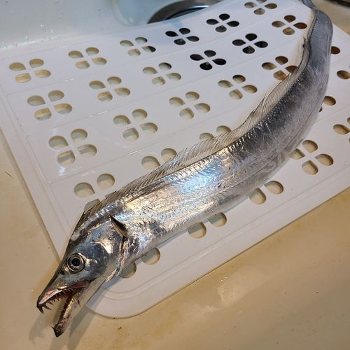 タチウオの釣果
