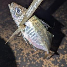 アジ