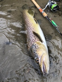 ブラウントラウトの釣果
