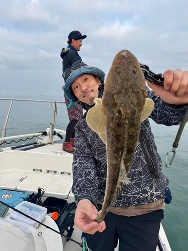 マゴチの釣果