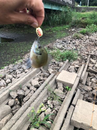 ブルーギルの釣果
