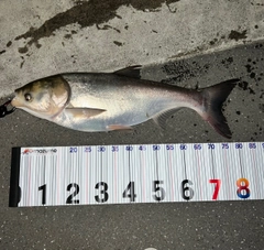 ハクレンの釣果