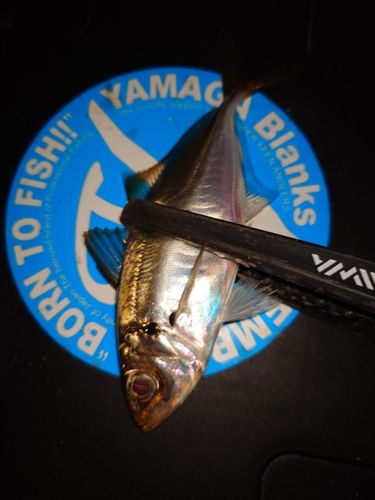 東京湾（アクアライン〜富津）