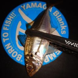 アジ