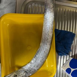 タチウオ