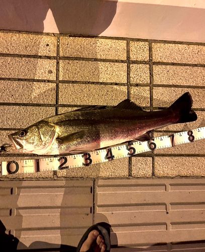 シーバスの釣果