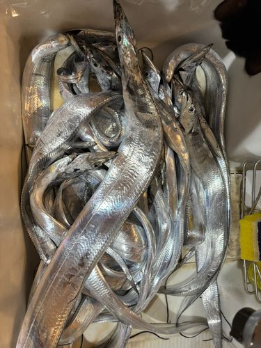 タチウオの釣果