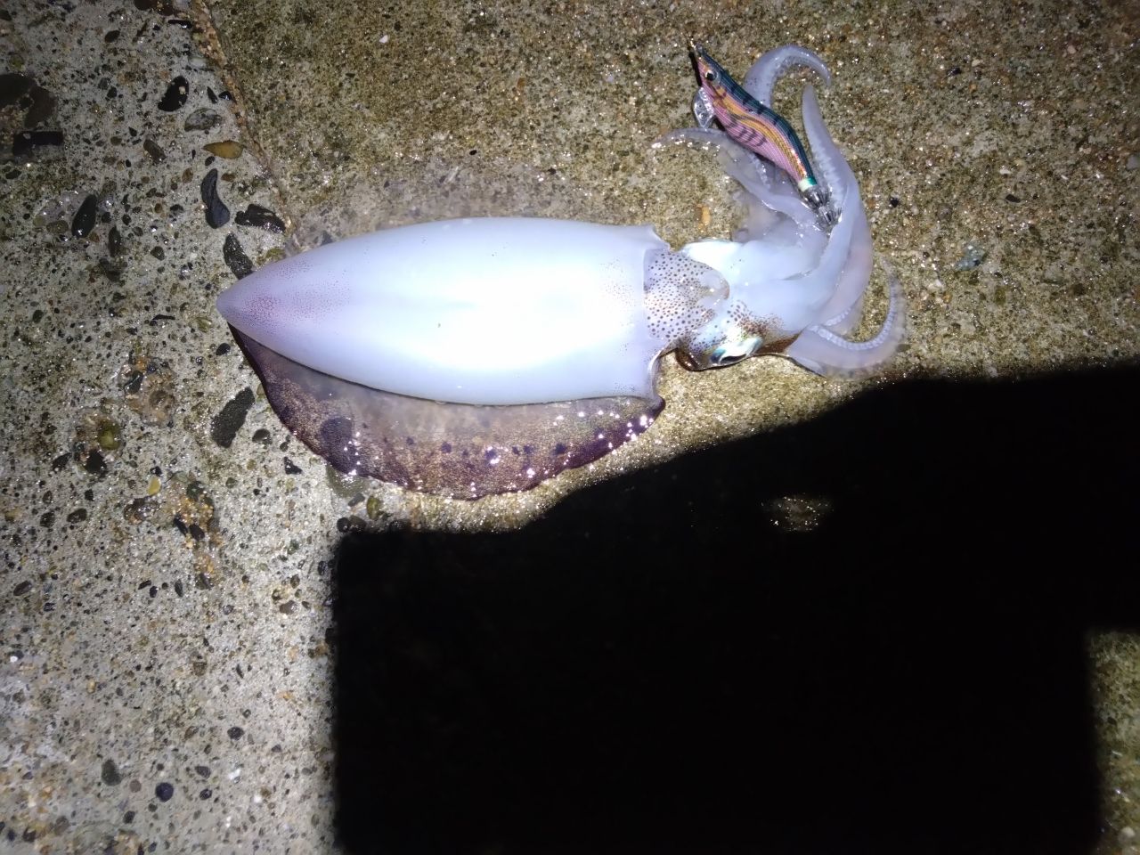 アオリイカ
