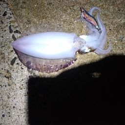 アオリイカ