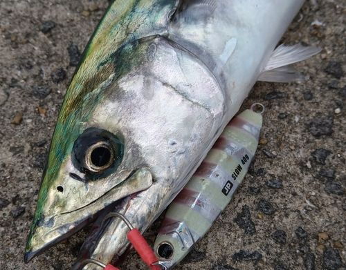 サゴシの釣果