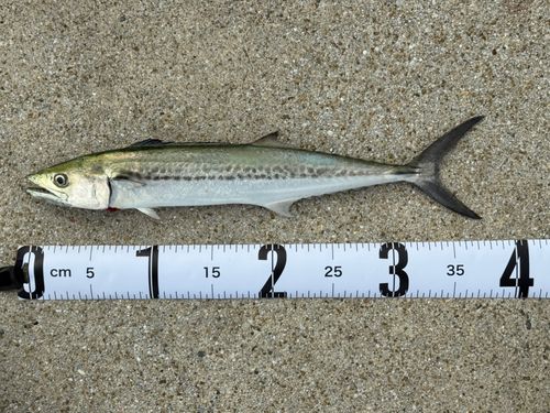 サゴシの釣果