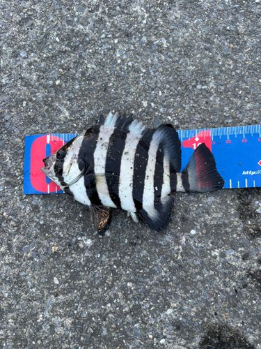 イシダイの釣果