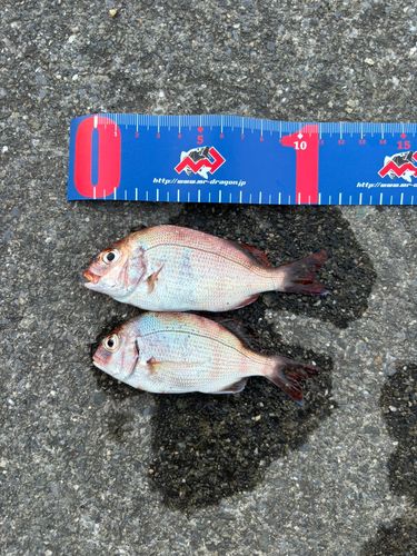チャリコの釣果