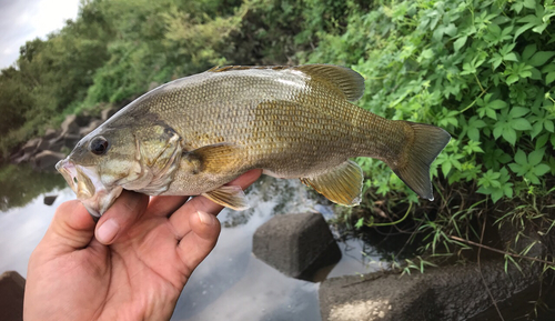 スモールマウスバスの釣果