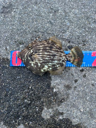 カワハギの釣果