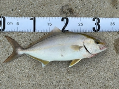 ネリゴの釣果