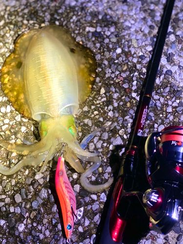 アオリイカの釣果