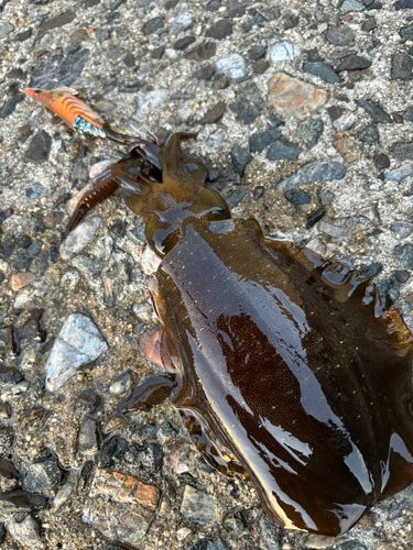 アオリイカの釣果