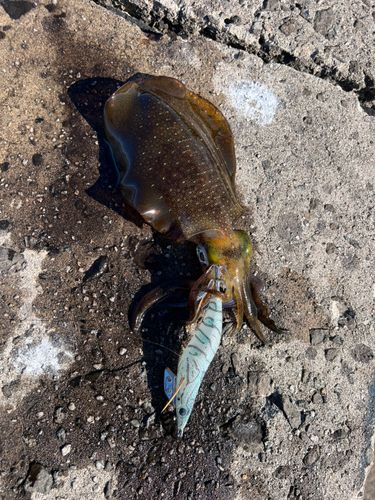 アオリイカの釣果